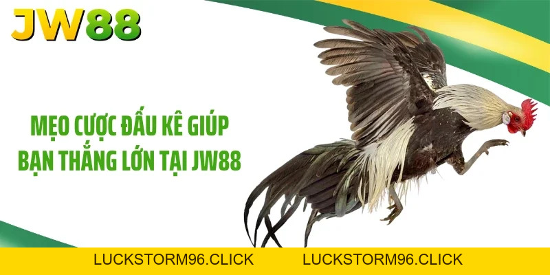 Đá Gà JW88: Bí Quyết Trải Nghiệm Đấu Kê Mới Mẻ